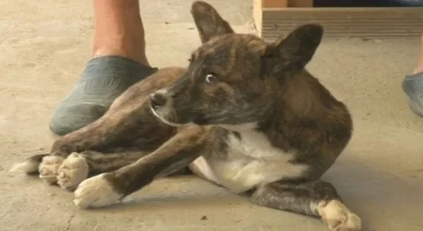 قصة ملهمة لكلبة كورية تعود من الموت وتخرج من قبرها حية