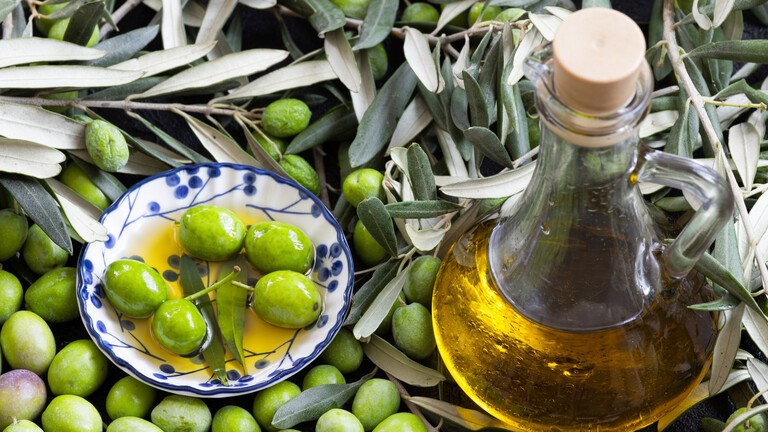 مركّب مستخرج من الزيتون يظهر نتائج واعدة لعلاج السمنة ومرض السكري
