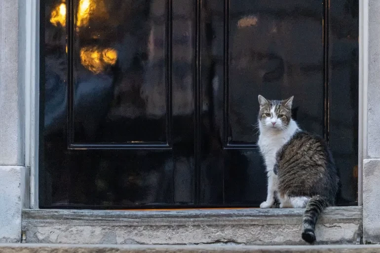 حكومة بريطانية جديدة.. والقط لاري يتشبث بالسلطة منذ 13 عاما