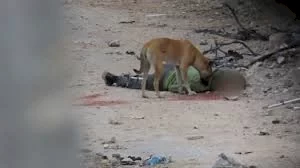 الدفاع المدني بغزة: الاحتلال يترك جثامين الشهداء ملقاة بالشوارع لتنهشها الكلاب الضالة