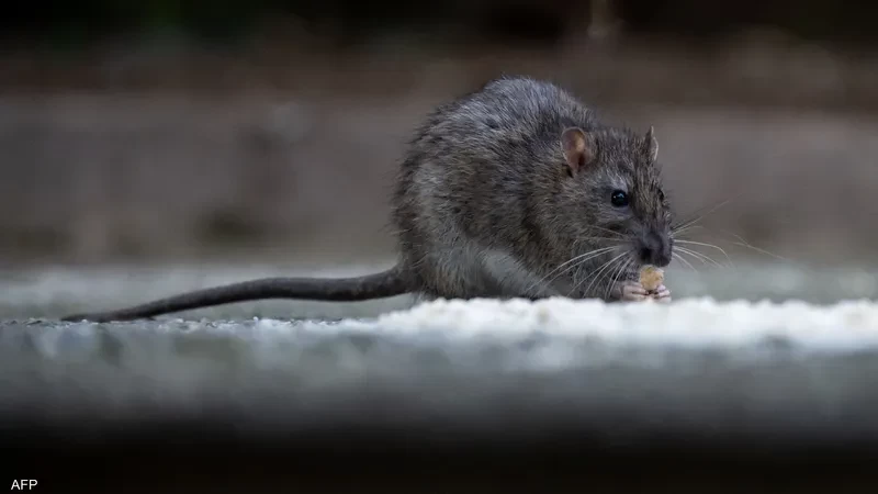 الفئرات تغذت على المخدرات في غرف الأدلة بهيوستن