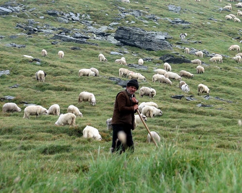 إصابة راعي أغنام هاجمه كلب للمستوطنين شرق بيت لحم