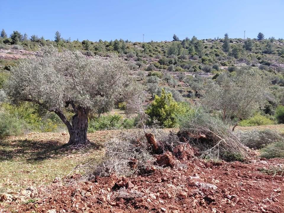 الاحتلال يجرف أراضي في قرية أم صفا شمال غرب رام الله