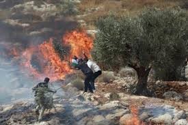 مستعمرون يحرقون مركبات ويخطون شعارات عنصرية في رمون شرق رام الله