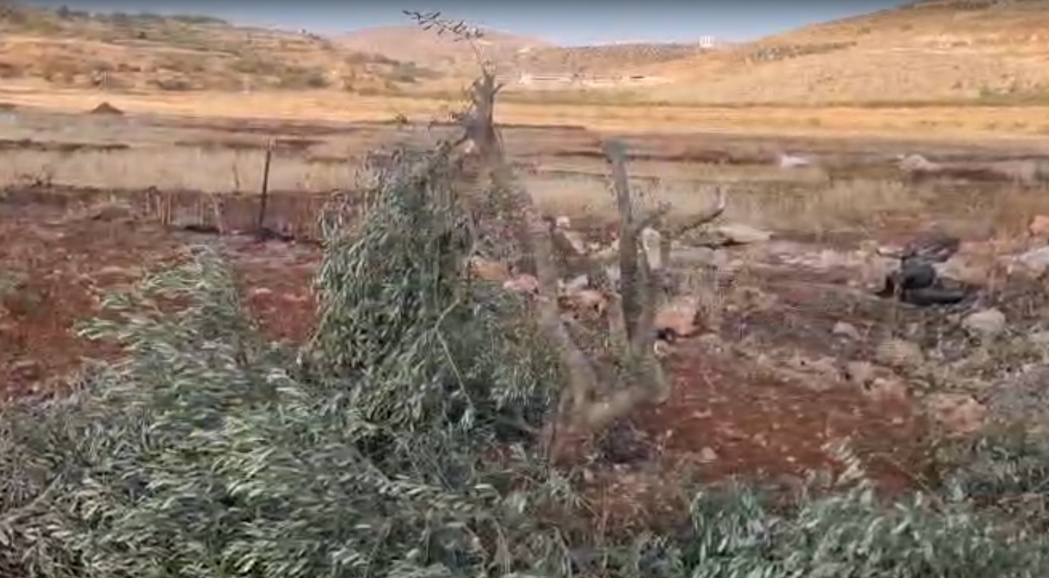 مستعمرون يقطعون نحو 100 شتلة زيتون بين قريتي المغير وأبو فلاح شمال شرق رام الله
