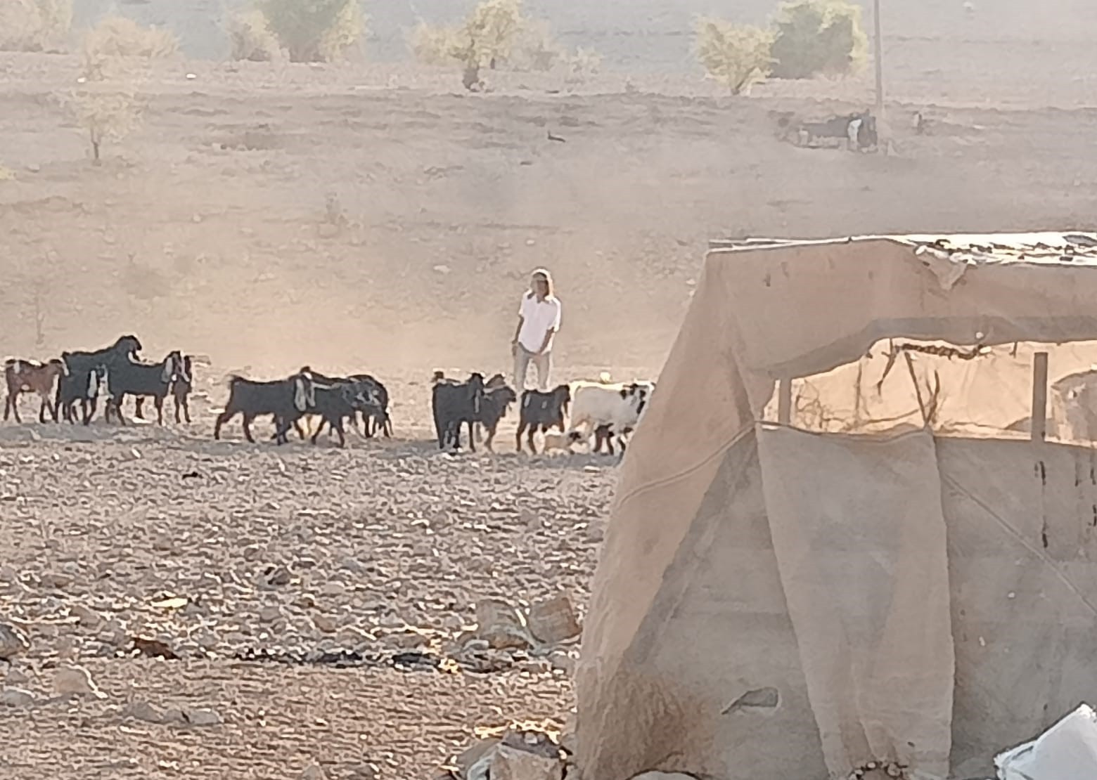 مستعمرون يهاجمون قرية شلال العوجا شمال أريحا ويهددون بإحراق الممتلكات