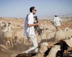 مستعمرون يهاجمون رعاة الأغنام بمسافر يطا جنوب الخليل