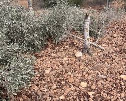 مستعمرون يقطعون نحو 120 شجرة زيتون بين قريتي المغير وأبو فلاح شمال شرق رام الله
