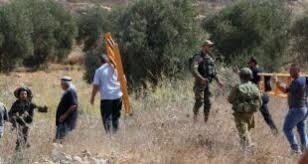 الاحتلال يطلق الرصاص تجاه قاطفي الزيتون في كوبر شمال رام الله