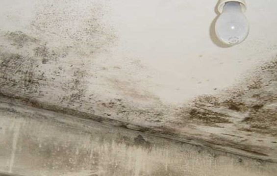 مضر جدا بصحة : هل رأيتم هذه البقع على جدران منازلكم.. إليكم الطريقة للتخلص منها!