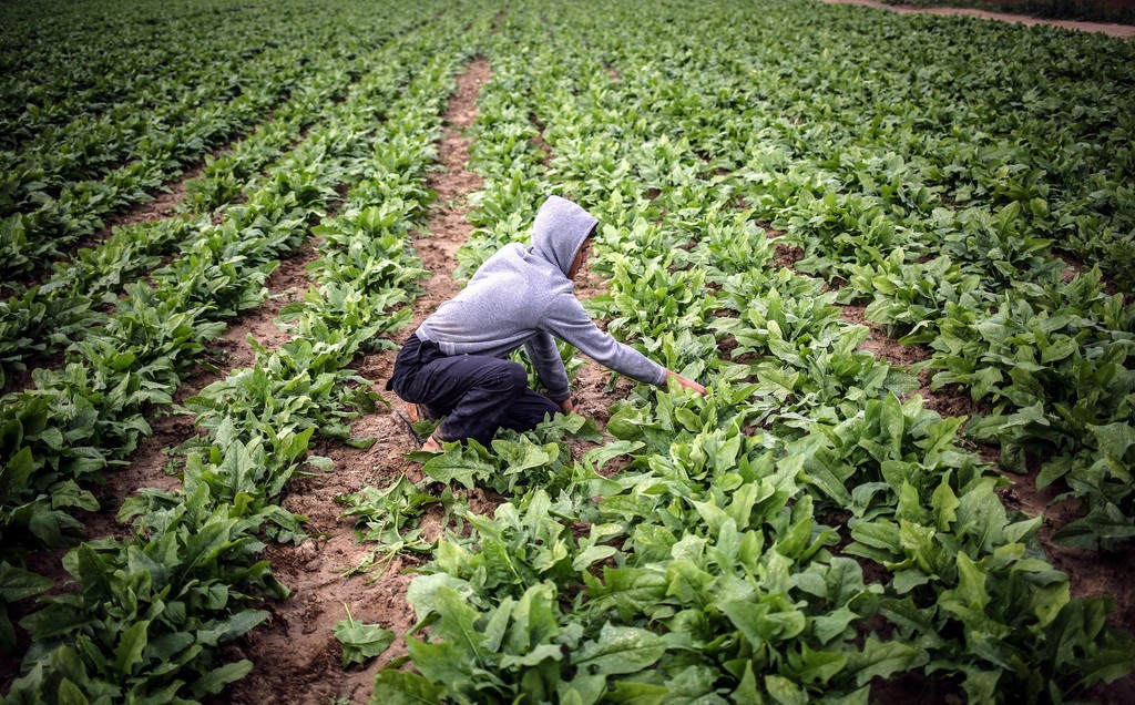 المركز العربي للتطوير الزراعي يواصل توفير مياه الري للمناطق الحدودية