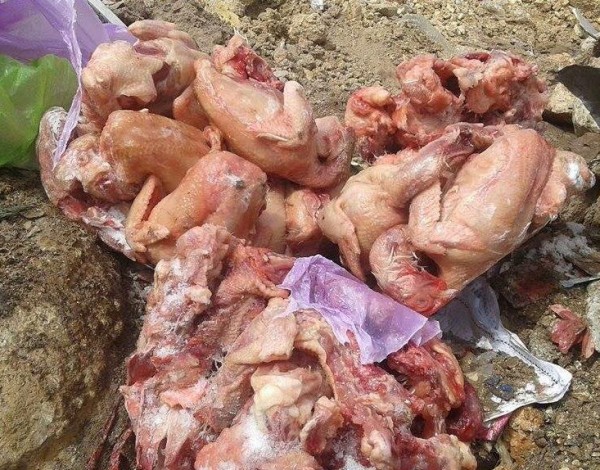 الضابطة الجمركية تضبط 50 كغم دجاج فاسد بالخليل
