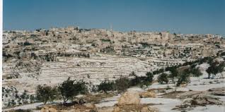 توزيع ألفي شجرة زيتون لزراعتها جنوب غرب جنين