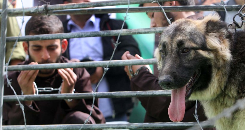 معتقلو حوارة يضربون ليوم واحد