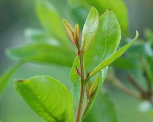 فوائد الحناء والإعجاز النبوي