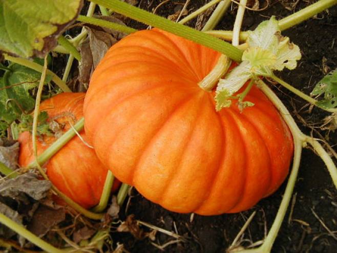 بالفيديو : نبتة اليقطين التي ذكرها الله : قدرات علاجية مذهلة