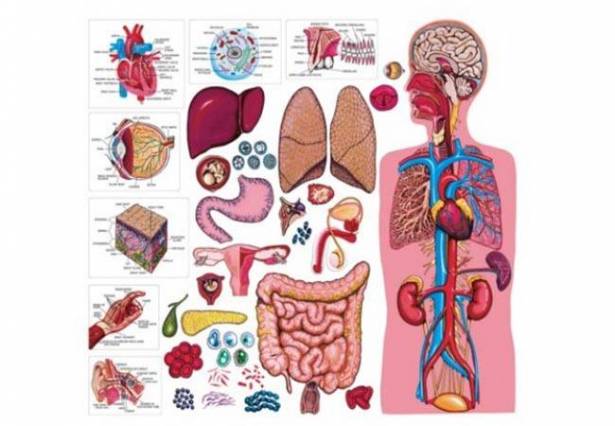 10 حقائق مذهلة لا تعرفها عن جسم الانسان !!