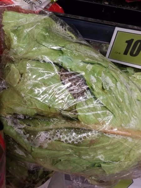 بالصور : أفعى سامه داخل خسّة مغلّفة بمركز تجاري في تل ابيب