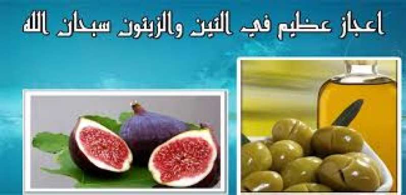 بعد آلاف السنين... العلماء يكتشفون سر ارتباط التين بالزيتون