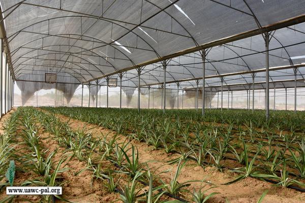 لأول مرة في قطاع غزة العمل الزراعي يزرع فاكهة الاناناس الاستوائية