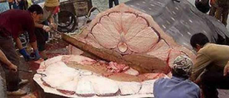 العلماء يوضحون لماذا كبد الحوت هو أول طعام لأهل الجنة ؟!