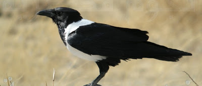 لماذا أرسل الله تعالي " الغراب " تحديداً ليعلم الانسان طريقة الدفن