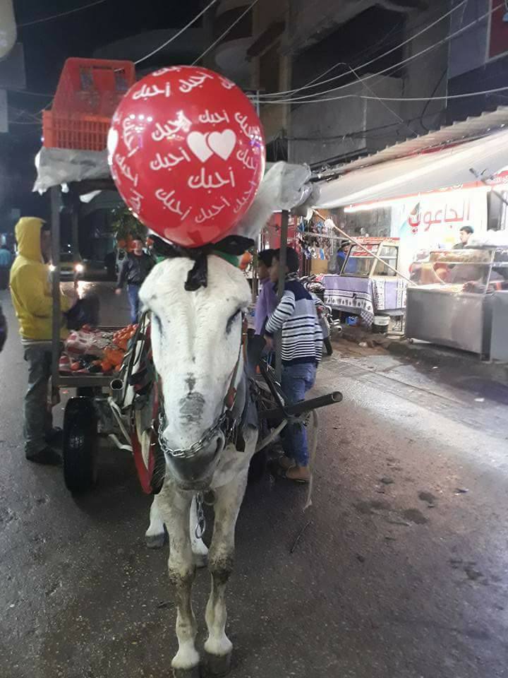 بالصور: ما هي علاقة الحمار بعيد الحب في غزة؟!
