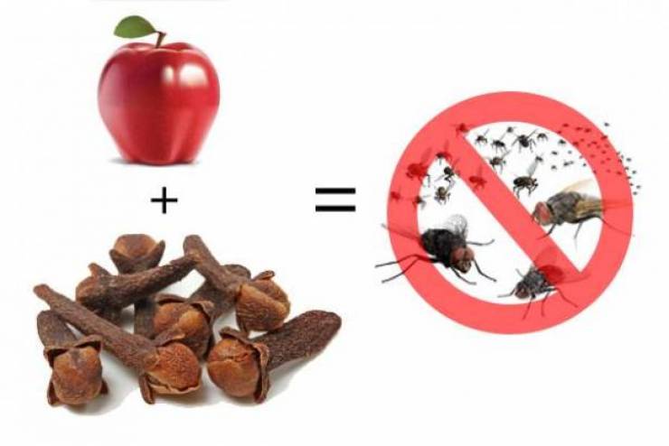 طريقة جديدة لطرد الذباب