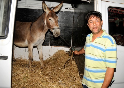 ما هي قضية لحم الحمير الذي يباع في غزة ؟!