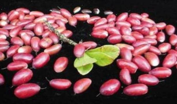 الفاكهة المعجزة ... من هي ؟