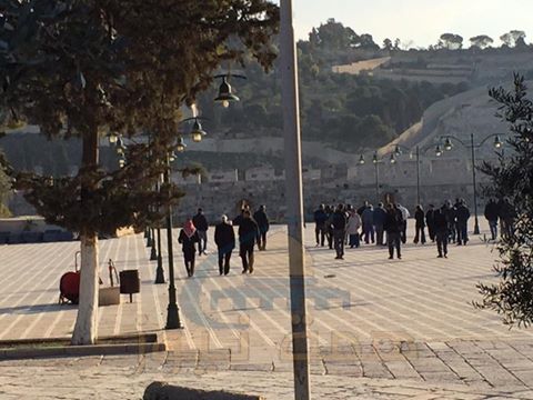 بالفيديو والصور :المرابطون في باحات الأقصى يطردون مستوطنة لأدائها طقوسا تلمودية