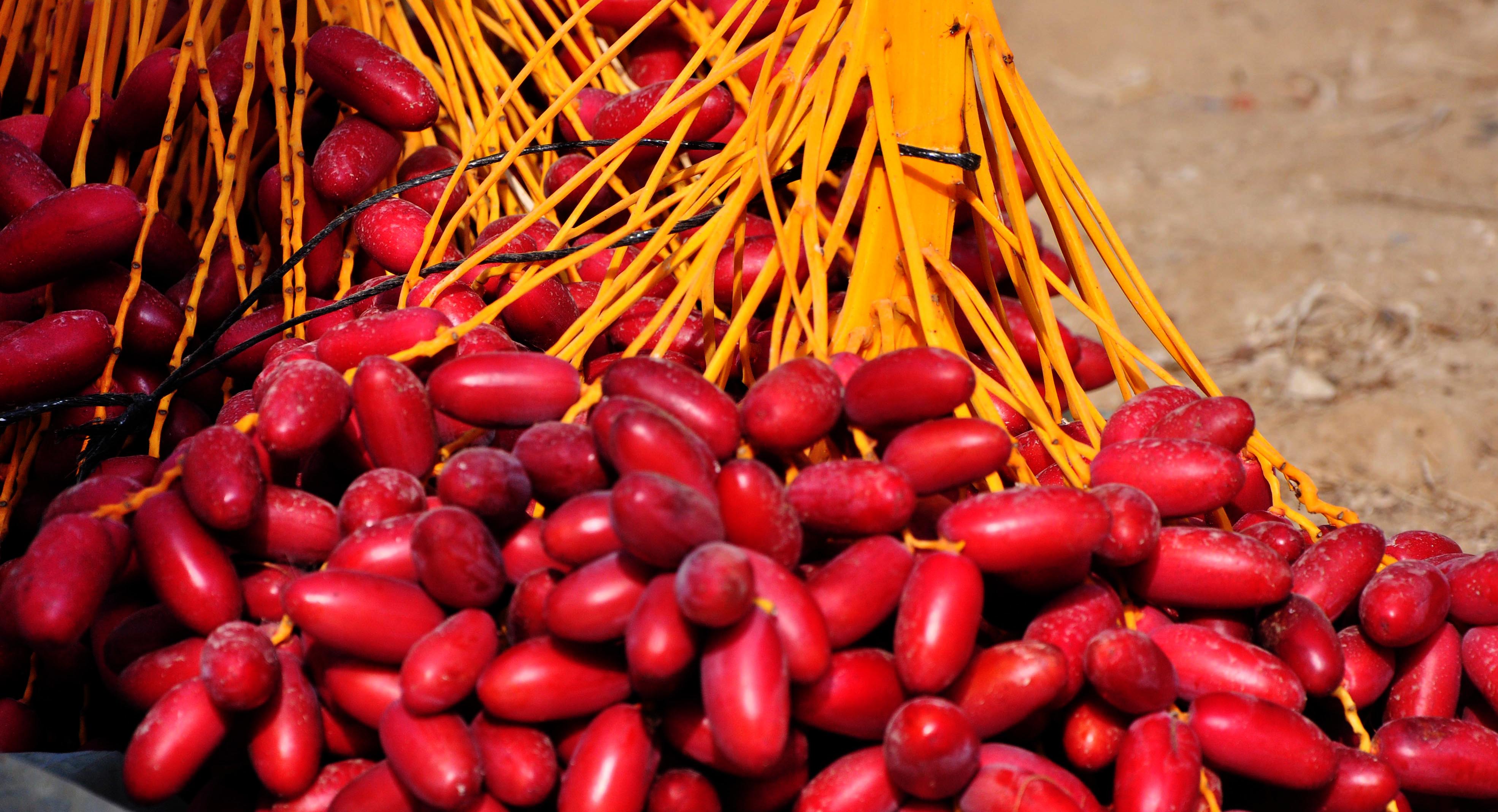 فوائد البلح المذهلة وأنواعه المختلفة