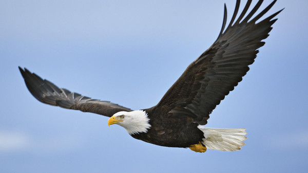 نجاة ركاب طائرة مصرية بعد تسبب طائر في شرخ زجاج القمرة