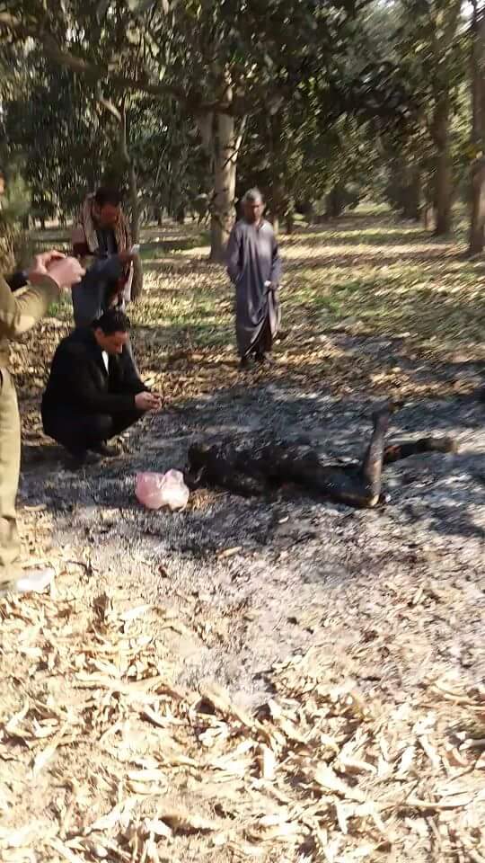 بالصور: تعرف على أبشع جريمة تحاول مصر فك طلاسمها