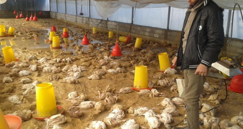 الحر يقتل 150ألف دجاجة والخسائر بلغت مليون دولار