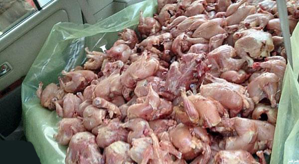الضابطة الجمركية تتلف طن دجاج غير صالح للاستهلاك الآدمي في قلقيلية