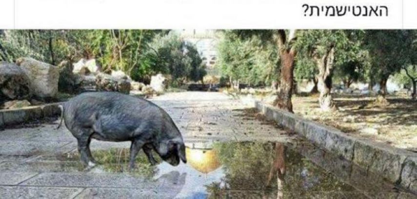 متطرف يهودي يروج صورة مفبركة لخنزير داخل الأقصى