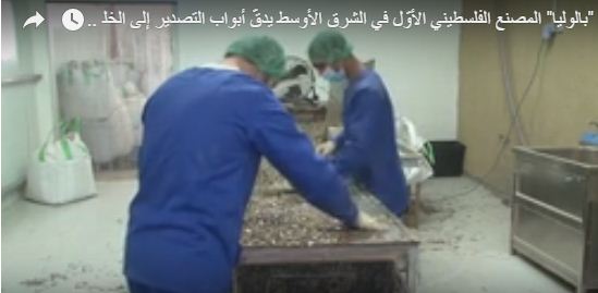 بدأ العمل  في أريحا بمصنع لتصنيع المكملات الغذائية اعتمادا على "ورق الزيتون "