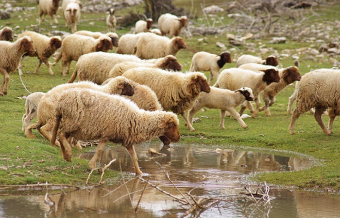 انخفاض بأسعار اللحوم .. بعد وصول 1500  رأس غنم صربي لفلسطين