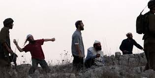 مستوطنون يسرقون محصول الزيتون لمزارعي دير شرف