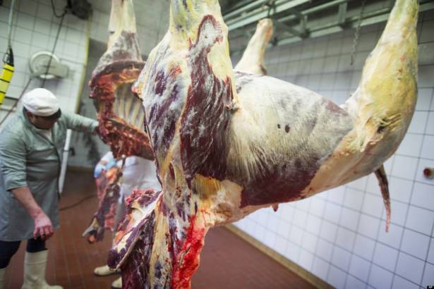 اغرب مما تتخيل : تناولوا لحوم الخيول والغزلان.. لن تصدّقوا فوائدها!