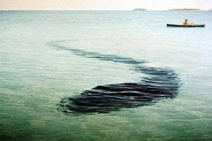 لحظات مرعبة لا يمكن تصديقها.. تخيل ان الموت يسبح حولك وأنت لا تدري!