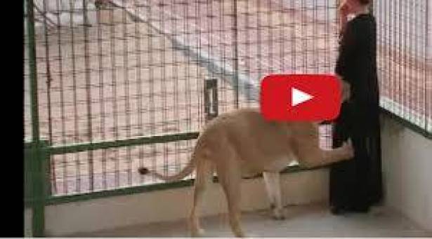 بالفيديو: أسد يعض فنانة في برنامج مقالب.. شاهدوا ماذا حصل!