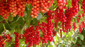 8 نباتات تغذي جسم الانسان بالطاقة الحيوية