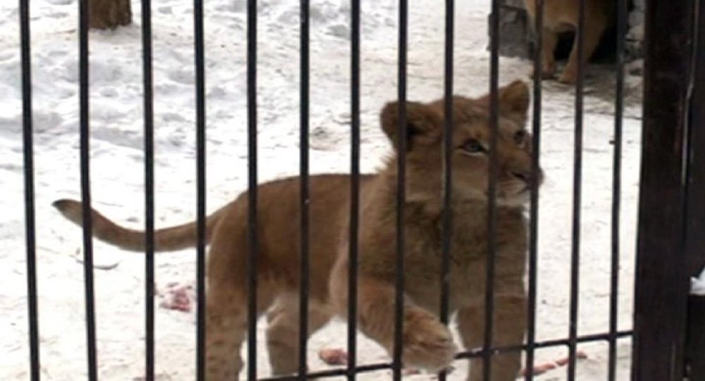 صورة: مصرية تصطحب "أسداً" في حفل زفافها