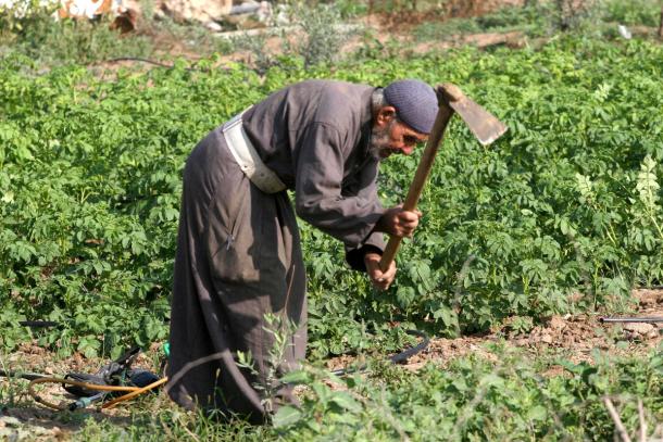 توزيع بذور وأسمدة على المزارعين في جنين
