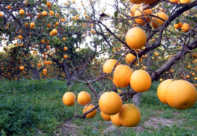 غزة تفقد رونقها لفقدانها أجمل أشجارها التاريخية