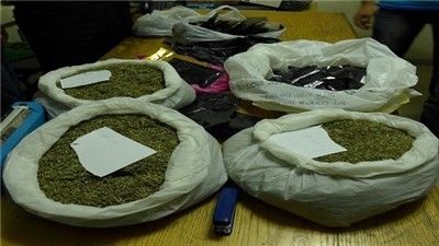 شرطة طوباس تضبط 301 كيس مخدر من القنب الهندي