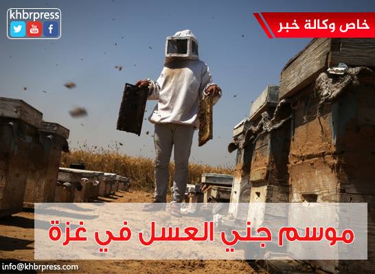 بالصور: موسم جني العسل في غزة