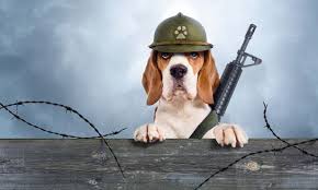 الاعلام العبري: وزارة الحرب تقوم بشكل سري باستخدام اسحلتها بعد تجريبها على الحيوانات